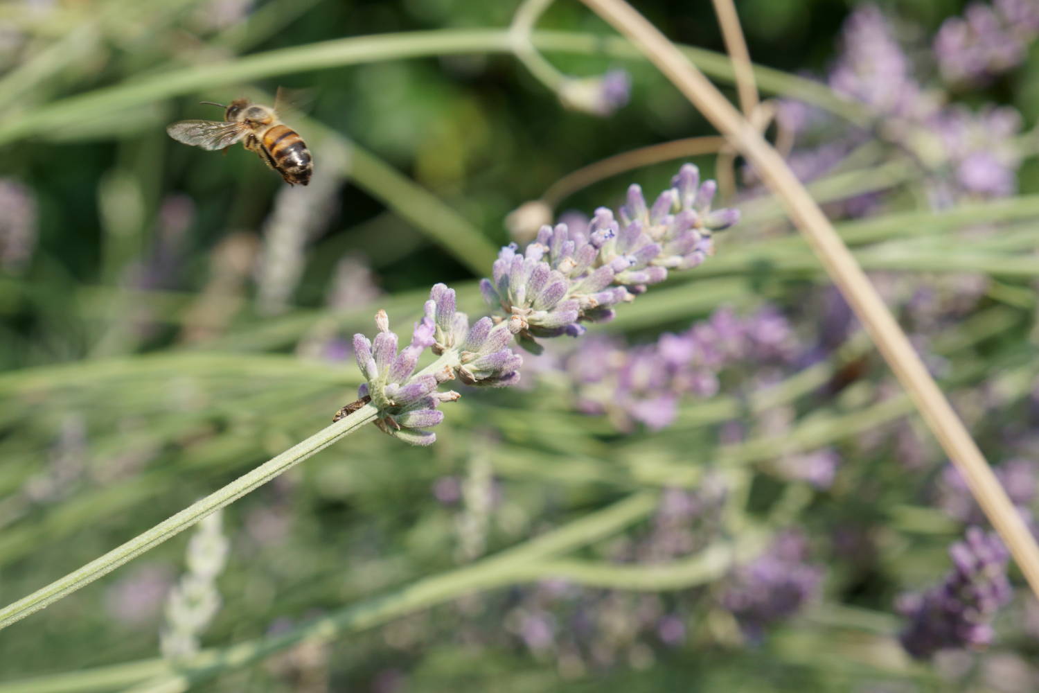 bee and lavender