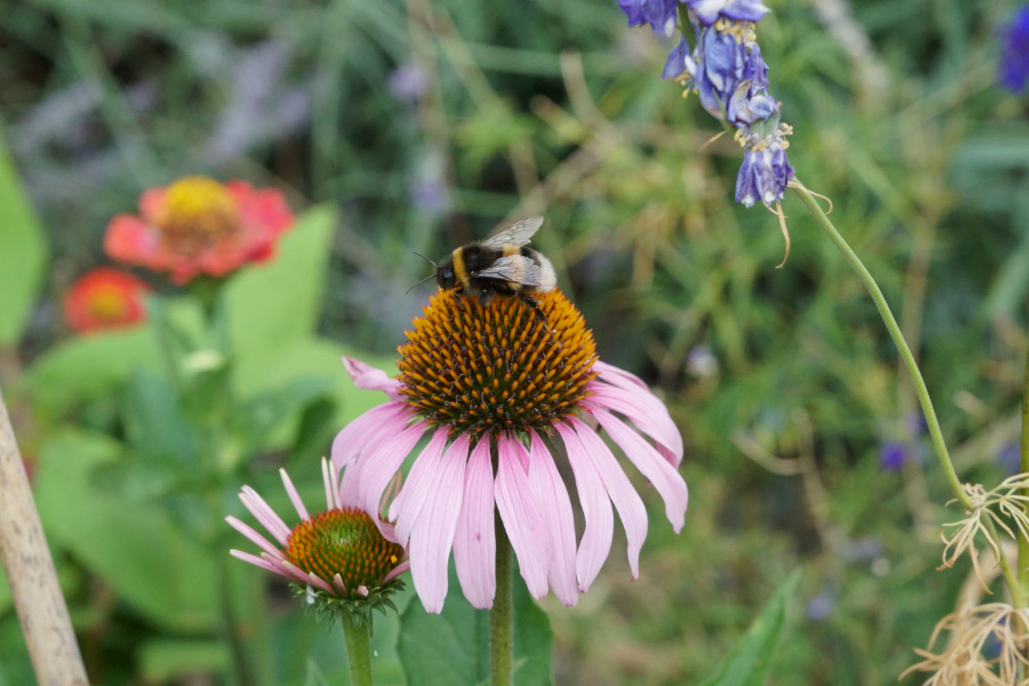 bee and echinacea