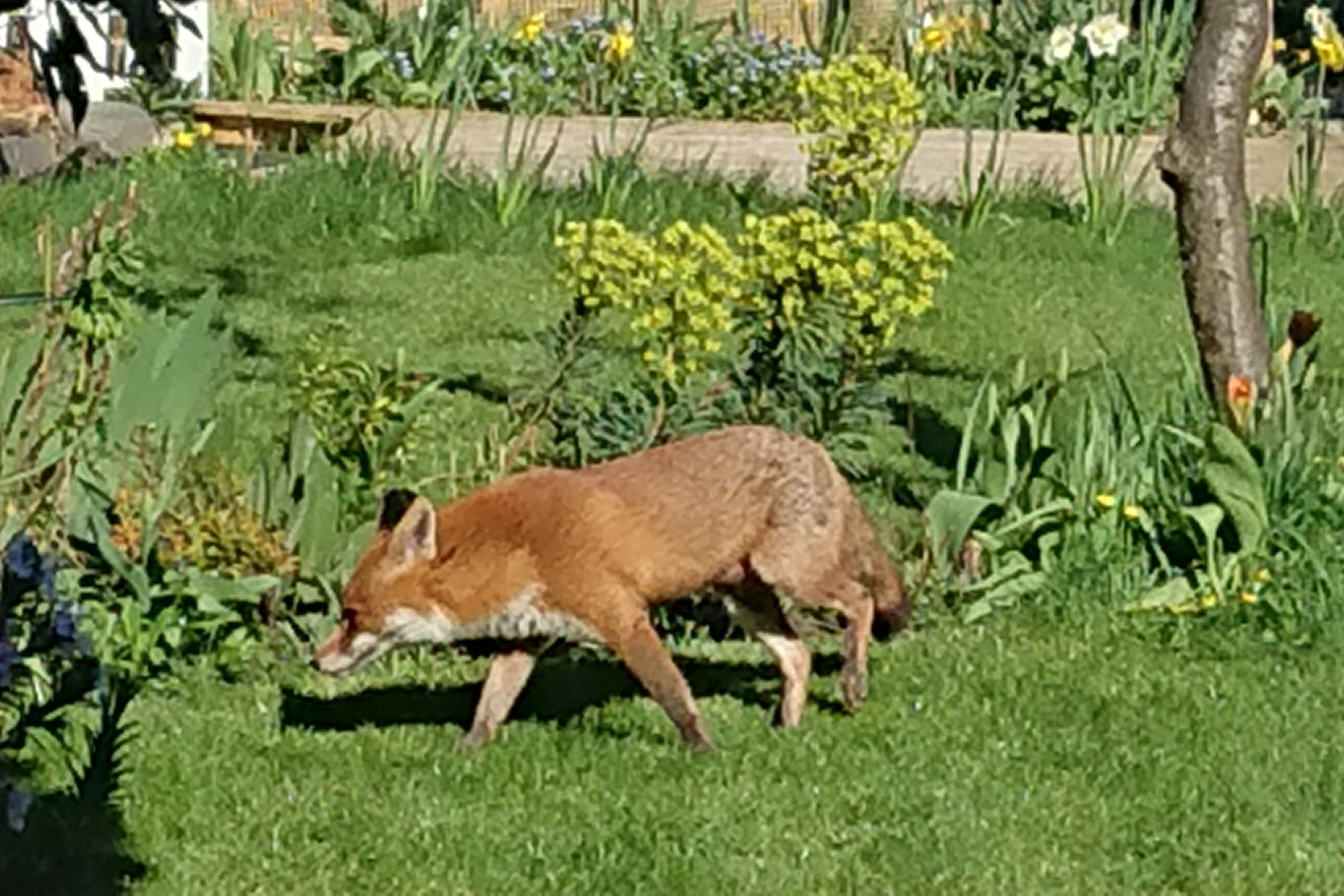 fox