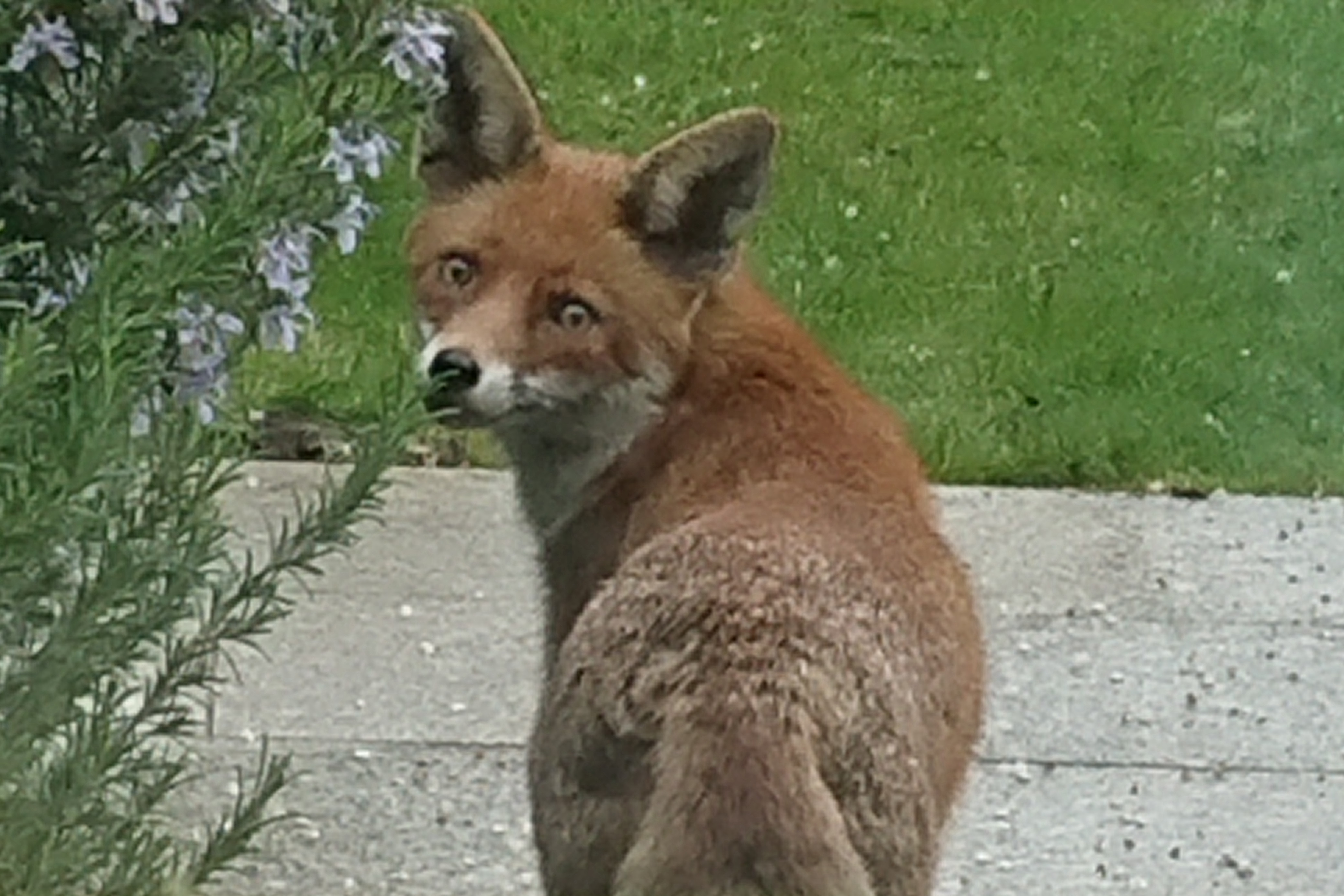 fox