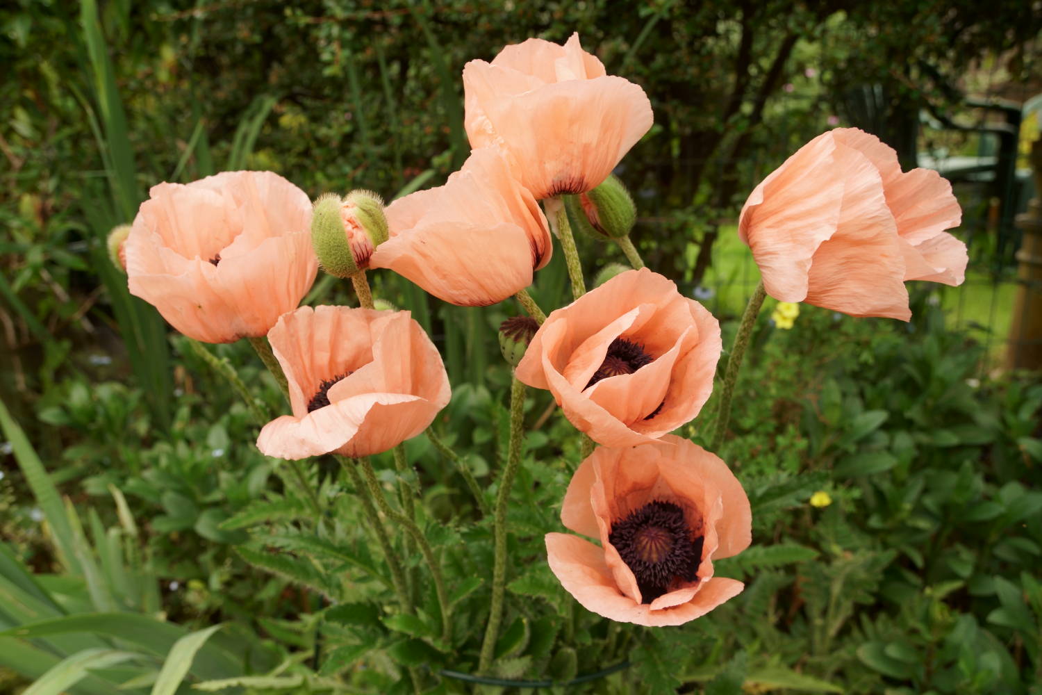 poppies